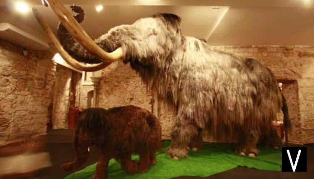 Museo Mamut